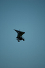 DSC_0114.JPG